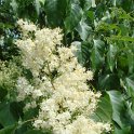 Syringa pekinensis fleur
